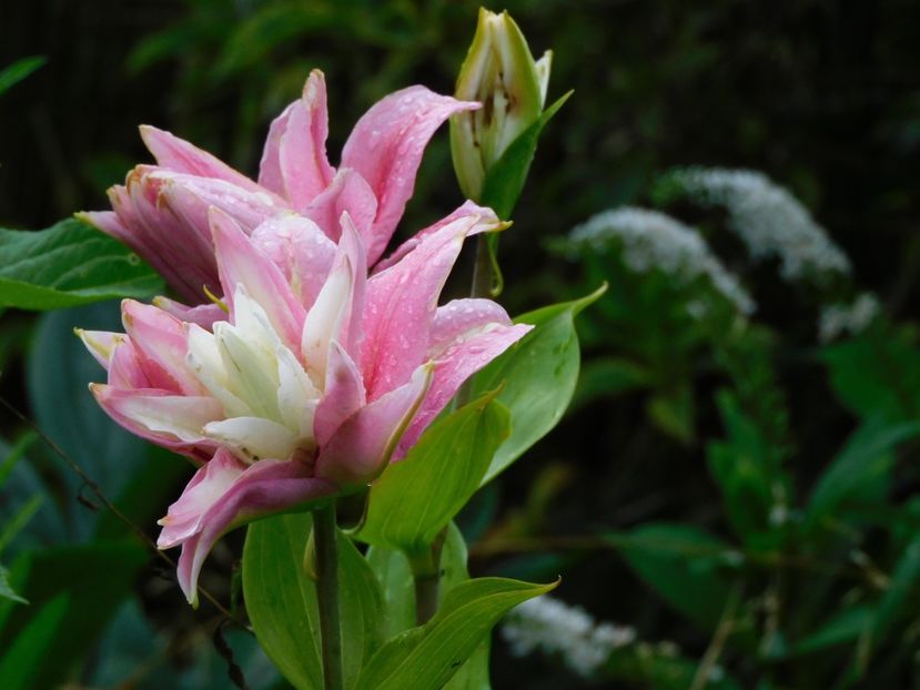  - Hemerocallis - crini 2024