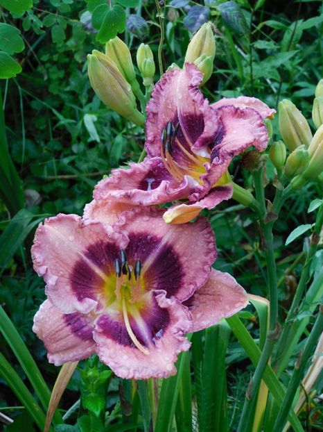  - Hemerocallis - crini 2024