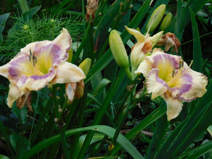  - Hemerocallis - crini 2024
