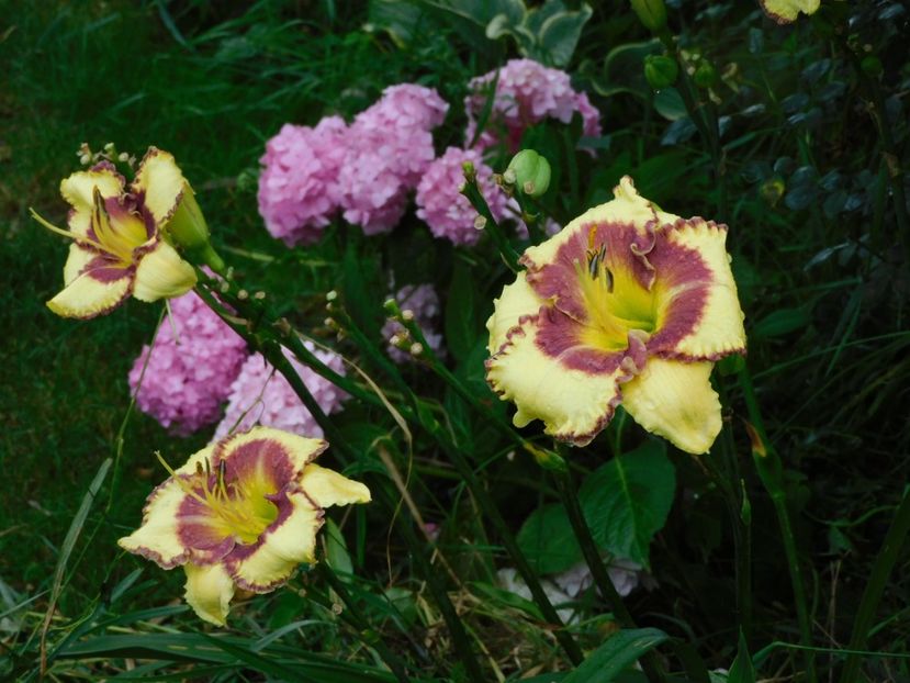  - Hemerocallis - crini 2024