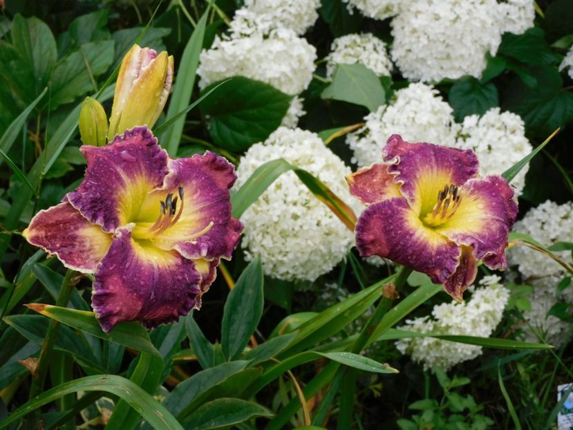  - Hemerocallis - crini 2024
