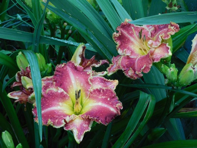  - Hemerocallis - crini 2024