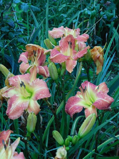  - Hemerocallis - crini 2024
