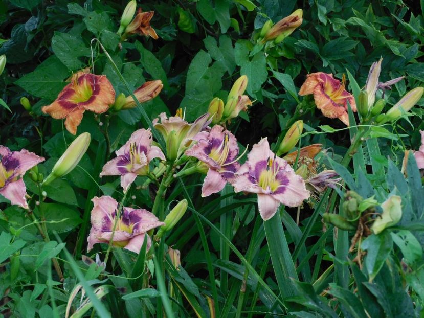  - Hemerocallis - crini 2024