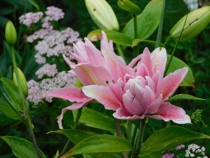  - Hemerocallis - crini 2024