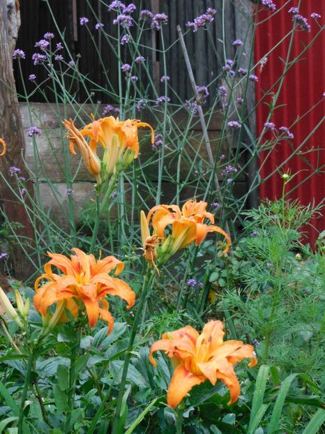  - Hemerocallis - crini 2024