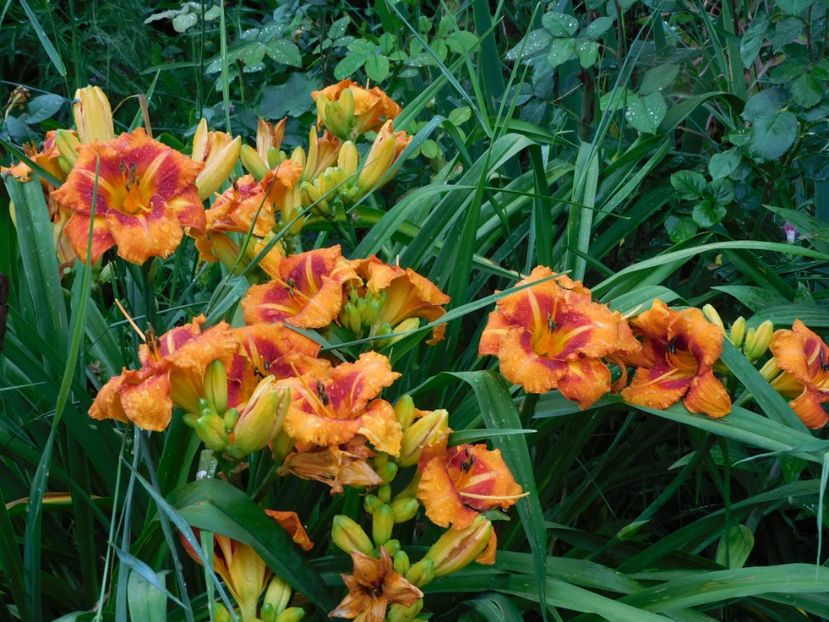  - Hemerocallis - crini 2024