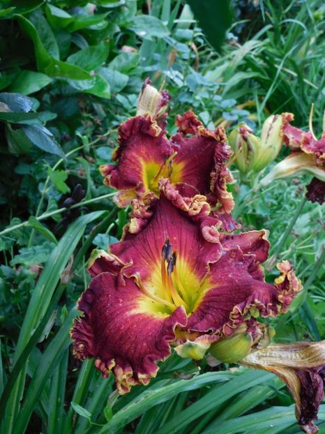  - Hemerocallis - crini 2024