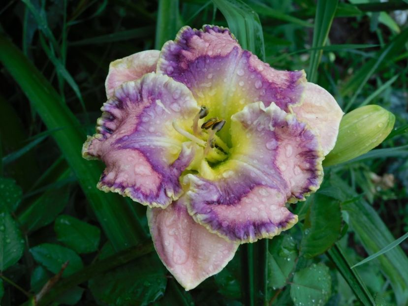  - Hemerocallis - crini 2024