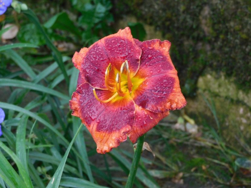  - Hemerocallis - crini 2024