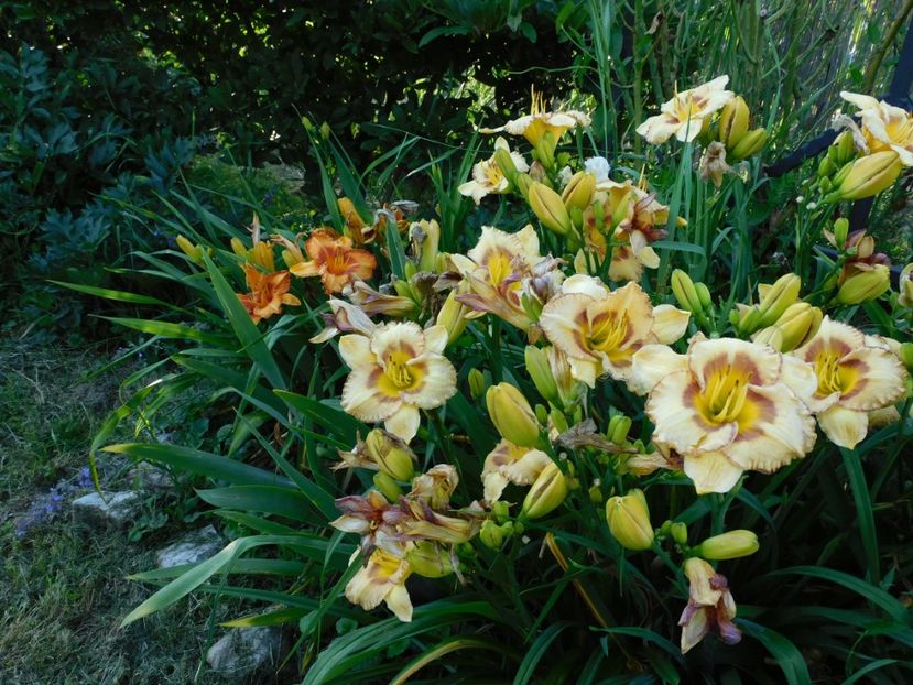  - Hemerocallis - crini 2024