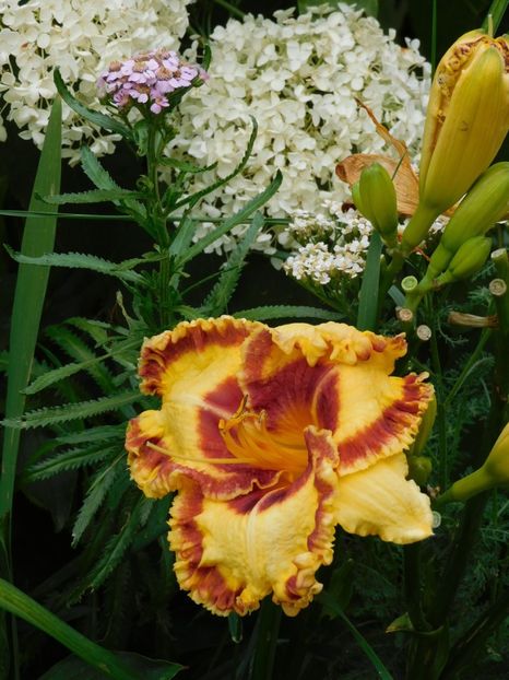  - Hemerocallis - crini 2024