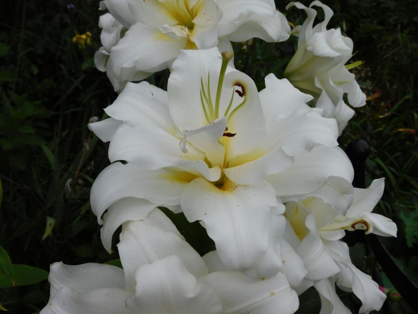  - Hemerocallis - crini 2024