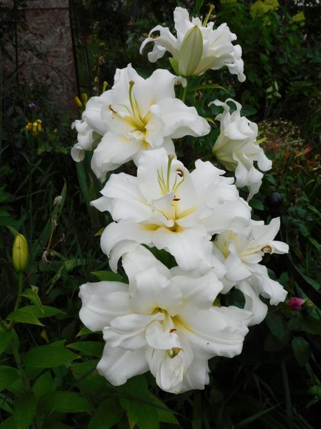  - Hemerocallis - crini 2024