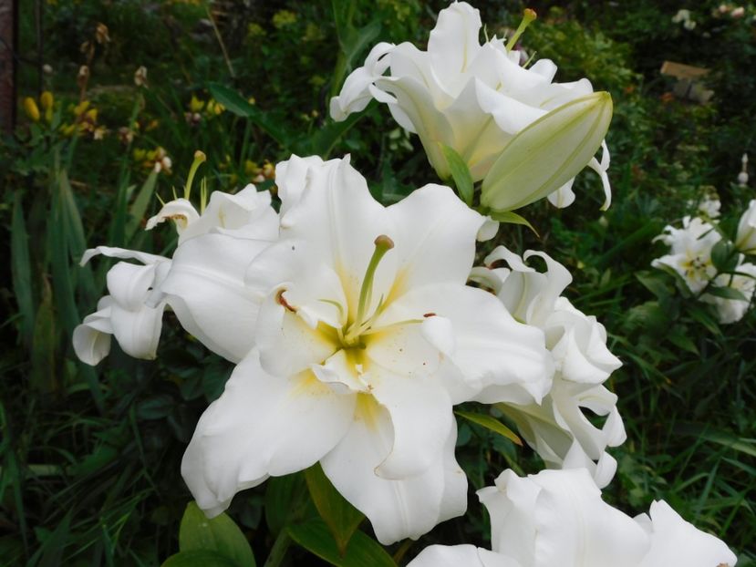  - Hemerocallis - crini 2024