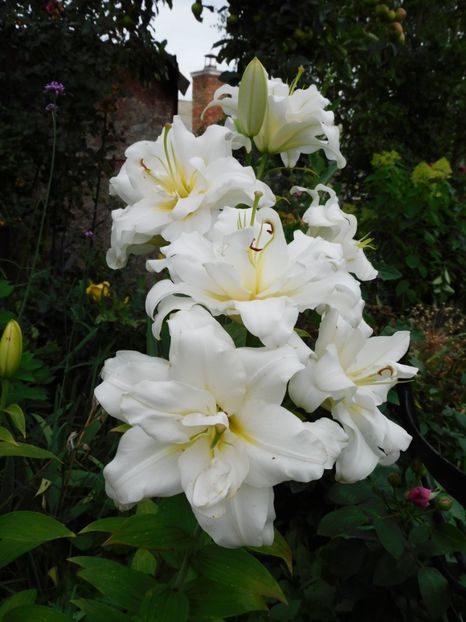  - Hemerocallis - crini 2024