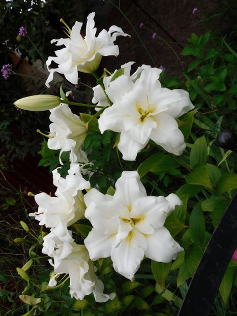  - Hemerocallis - crini 2024