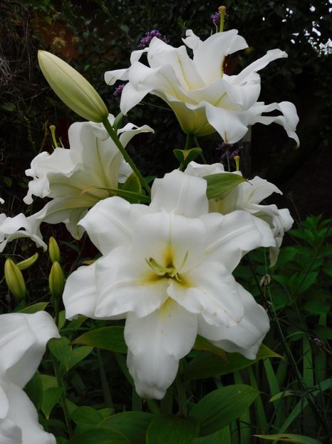  - Hemerocallis - crini 2024