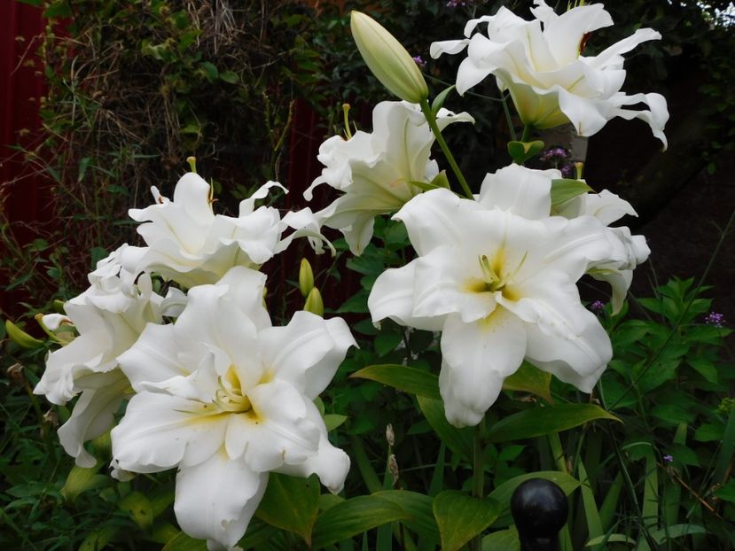  - Hemerocallis - crini 2024