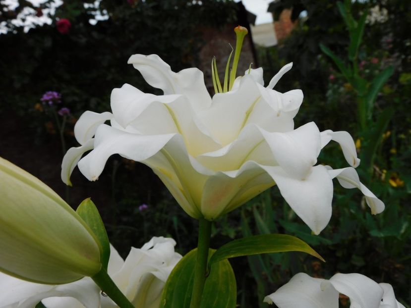  - Hemerocallis - crini 2024