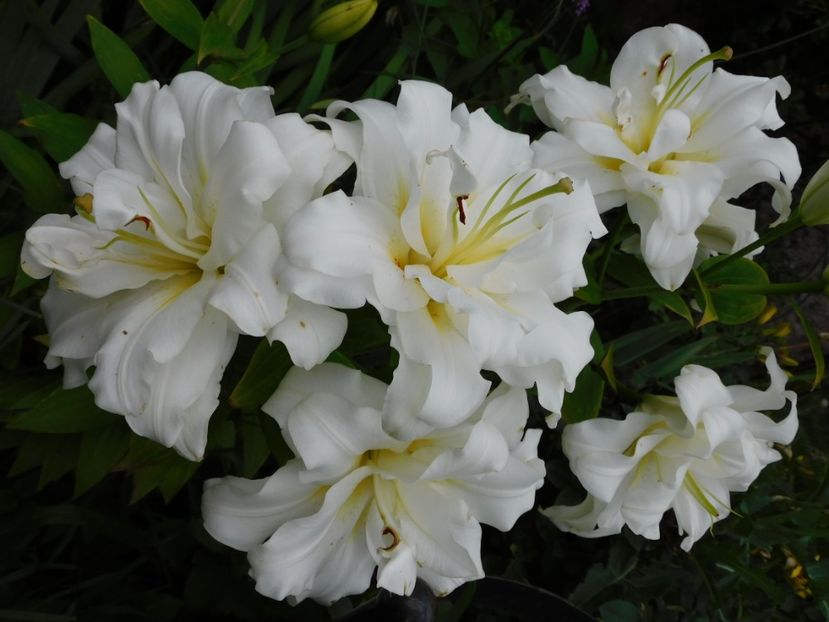  - Hemerocallis - crini 2024