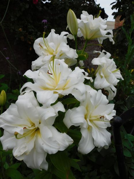  - Hemerocallis - crini 2024