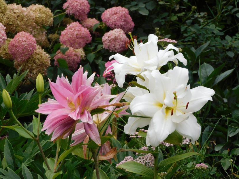  - Hemerocallis - crini 2024
