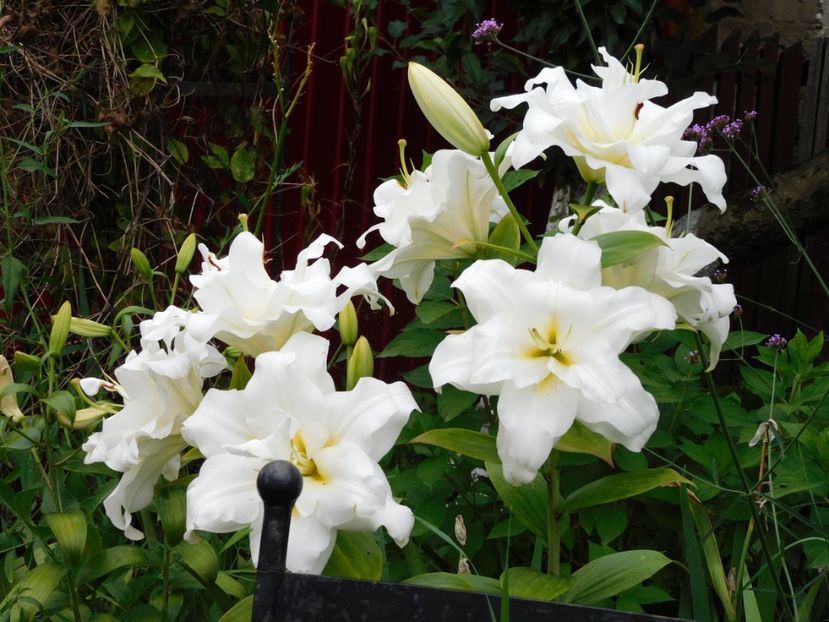  - Hemerocallis - crini 2024