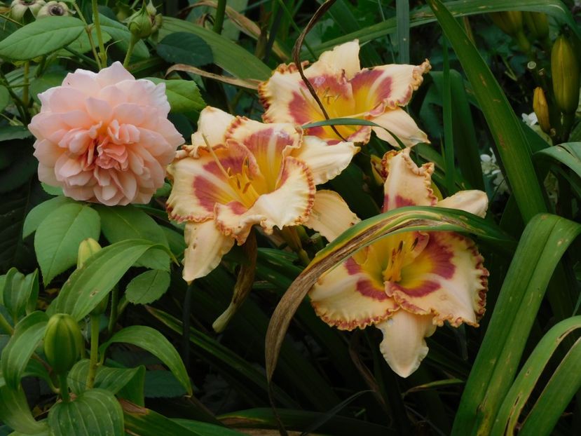  - Hemerocallis - crini 2024