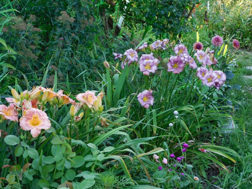  - Hemerocallis - crini 2024