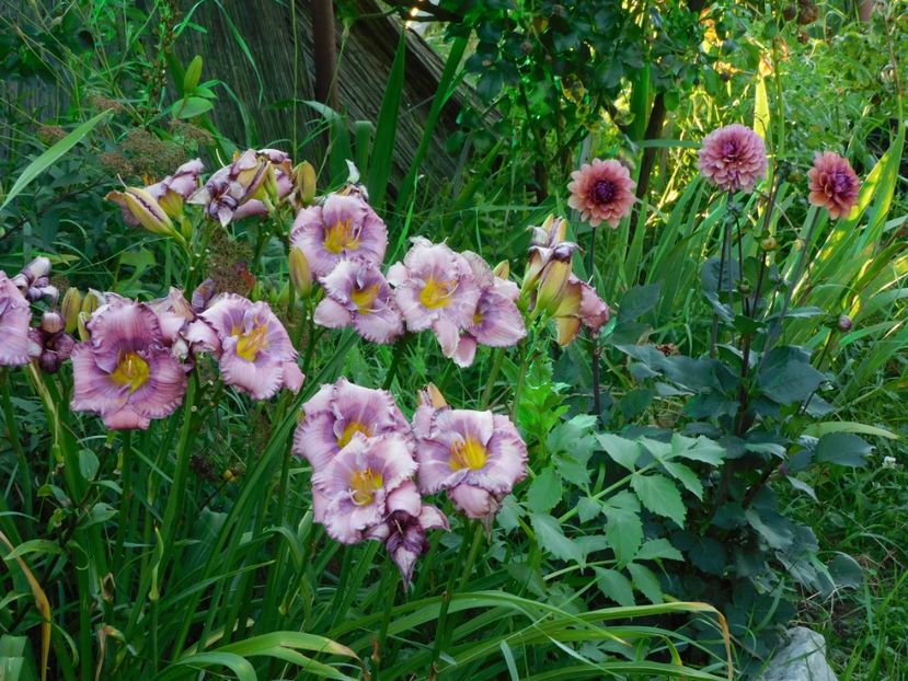  - Hemerocallis - crini 2024