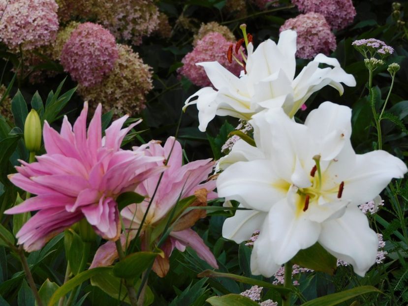  - Hemerocallis - crini 2024