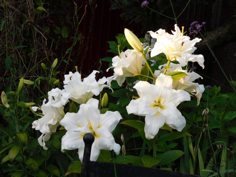  - Hemerocallis - crini 2024
