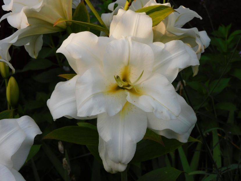  - Hemerocallis - crini 2024