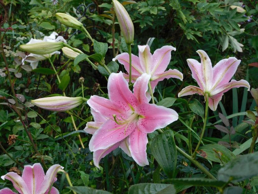  - Hemerocallis - crini 2024