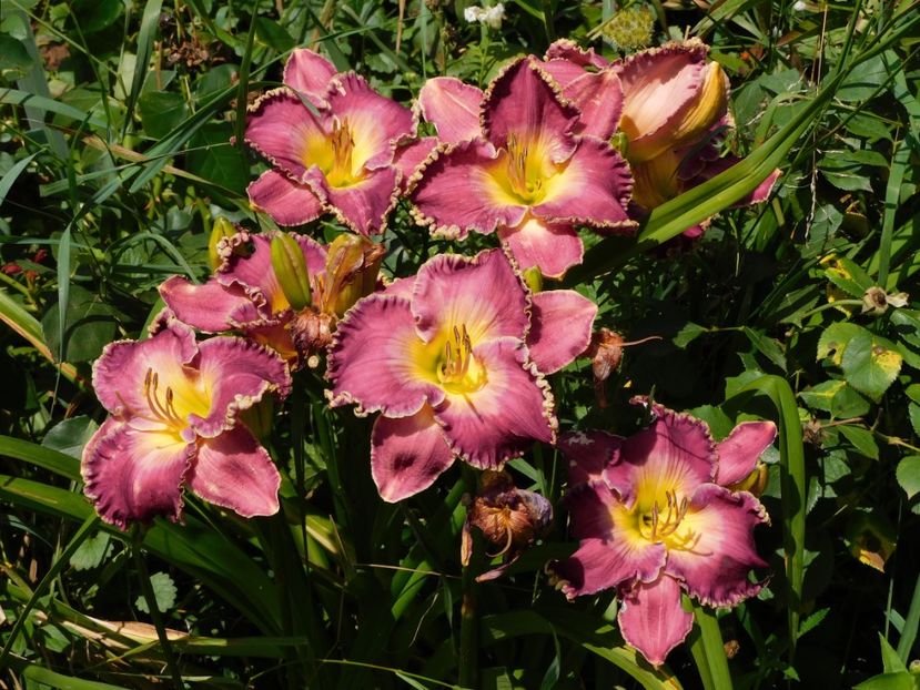  - Hemerocallis - crini 2024