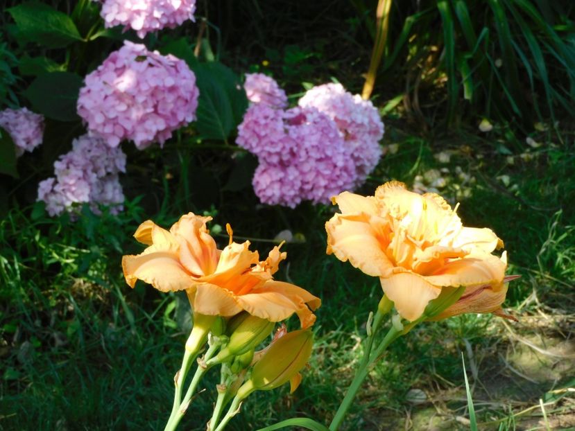  - Hemerocallis - crini 2024