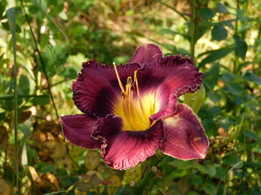  - Hemerocallis - crini 2024