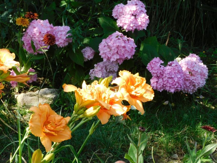  - Hemerocallis - crini 2024