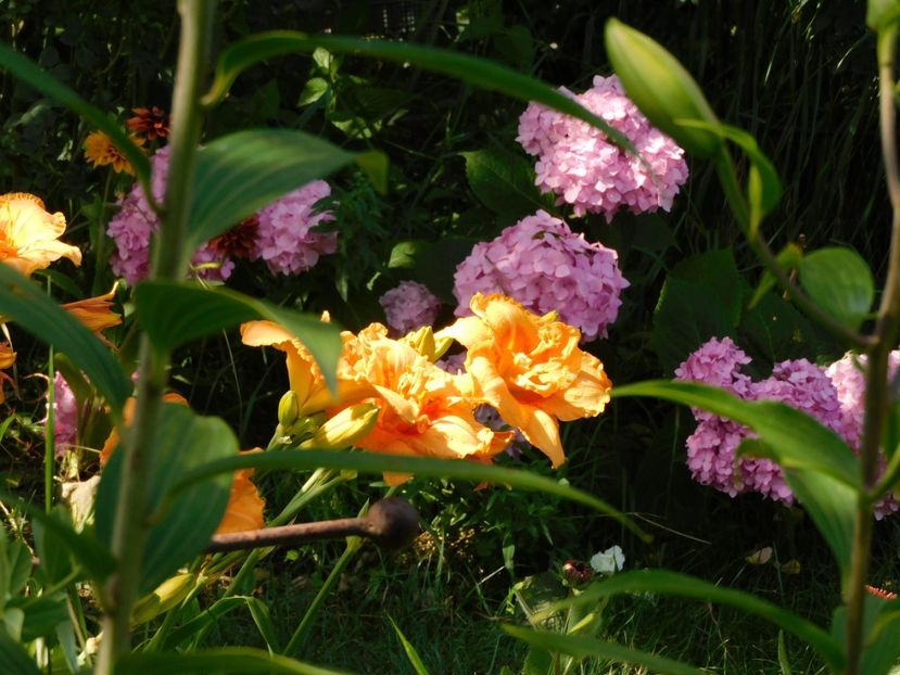  - Hemerocallis - crini 2024