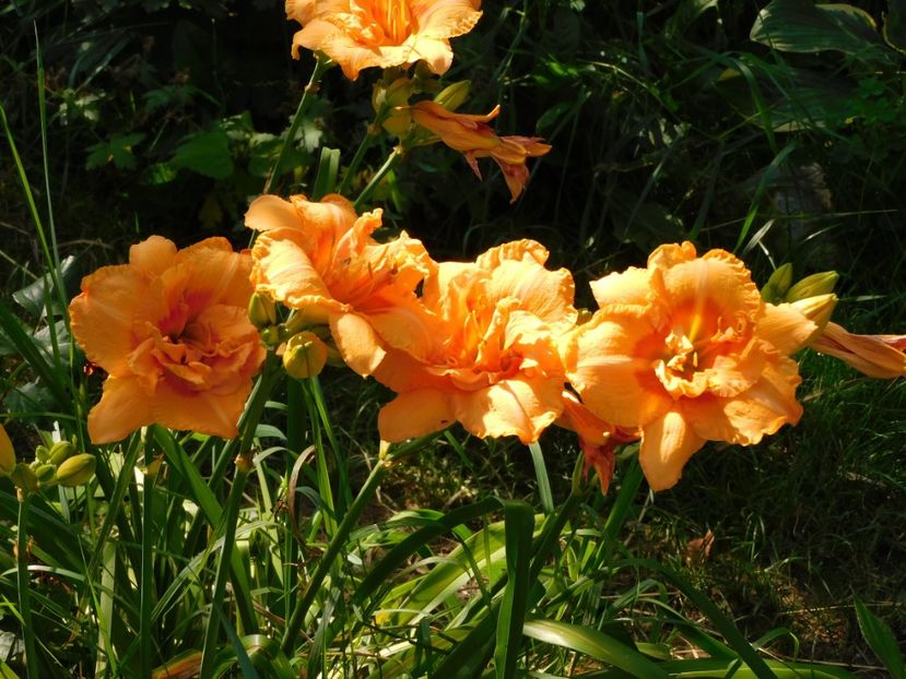  - Hemerocallis - crini 2024
