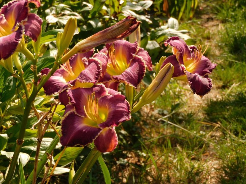  - Hemerocallis - crini 2024