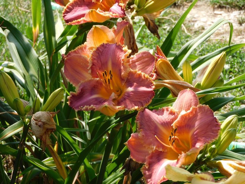  - Hemerocallis - crini 2024