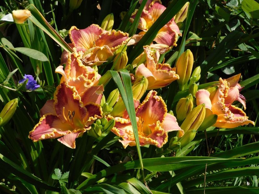  - Hemerocallis - crini 2024