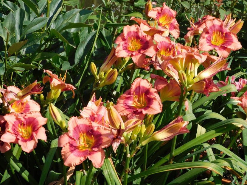  - Hemerocallis - crini 2024