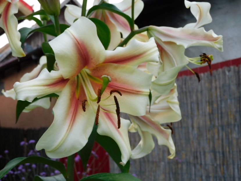  - Hemerocallis - crini 2024