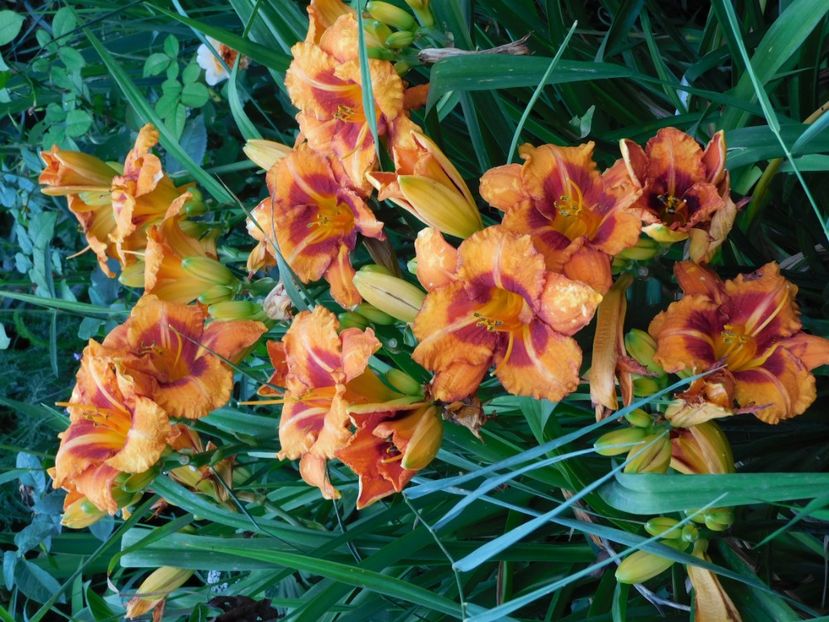  - Hemerocallis - crini 2024