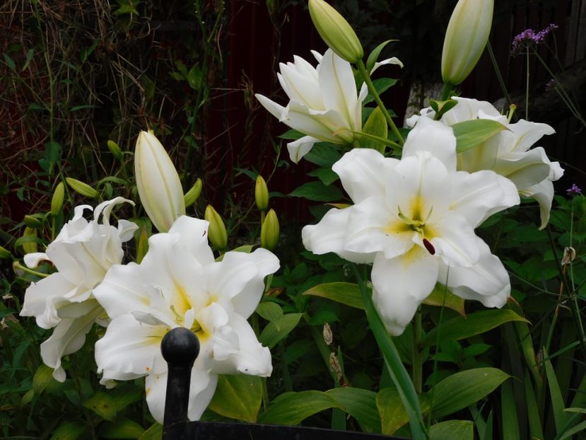  - Hemerocallis - crini 2024