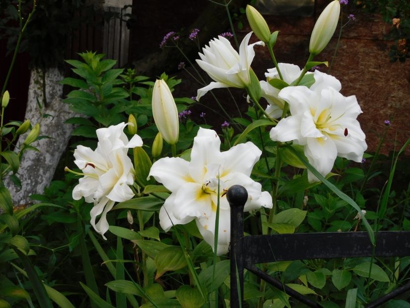  - Hemerocallis - crini 2024