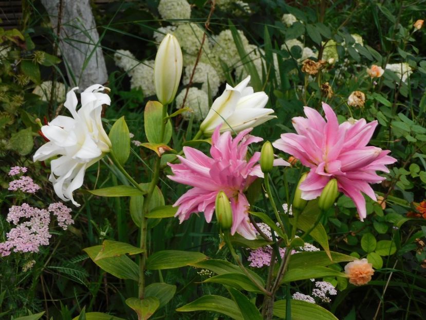  - Hemerocallis - crini 2024